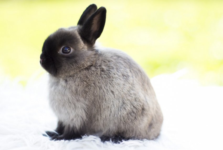 Кролик для ребёнка: что надо знать о содержании ушастых питомцев