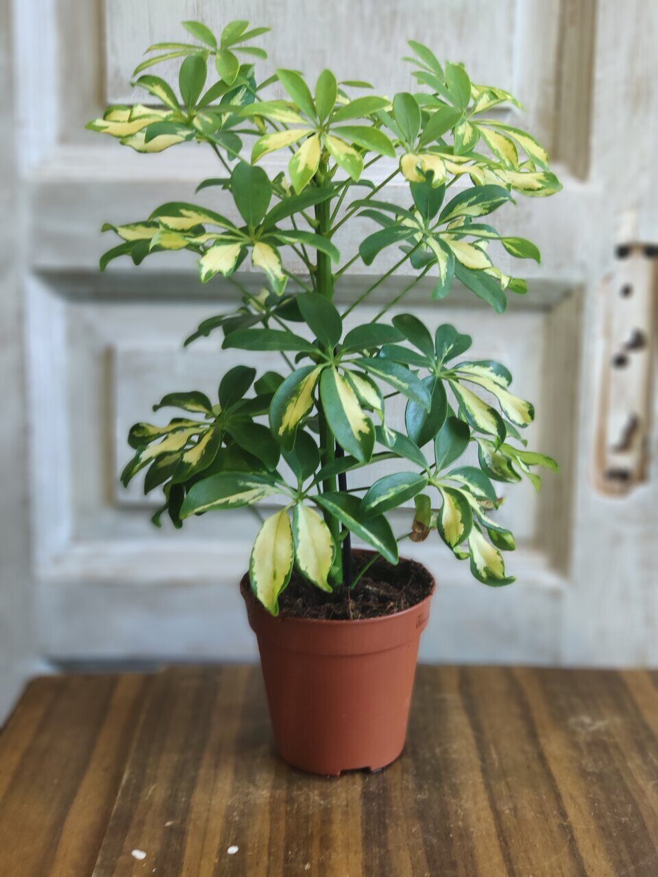 Schefflera Taiwaniana